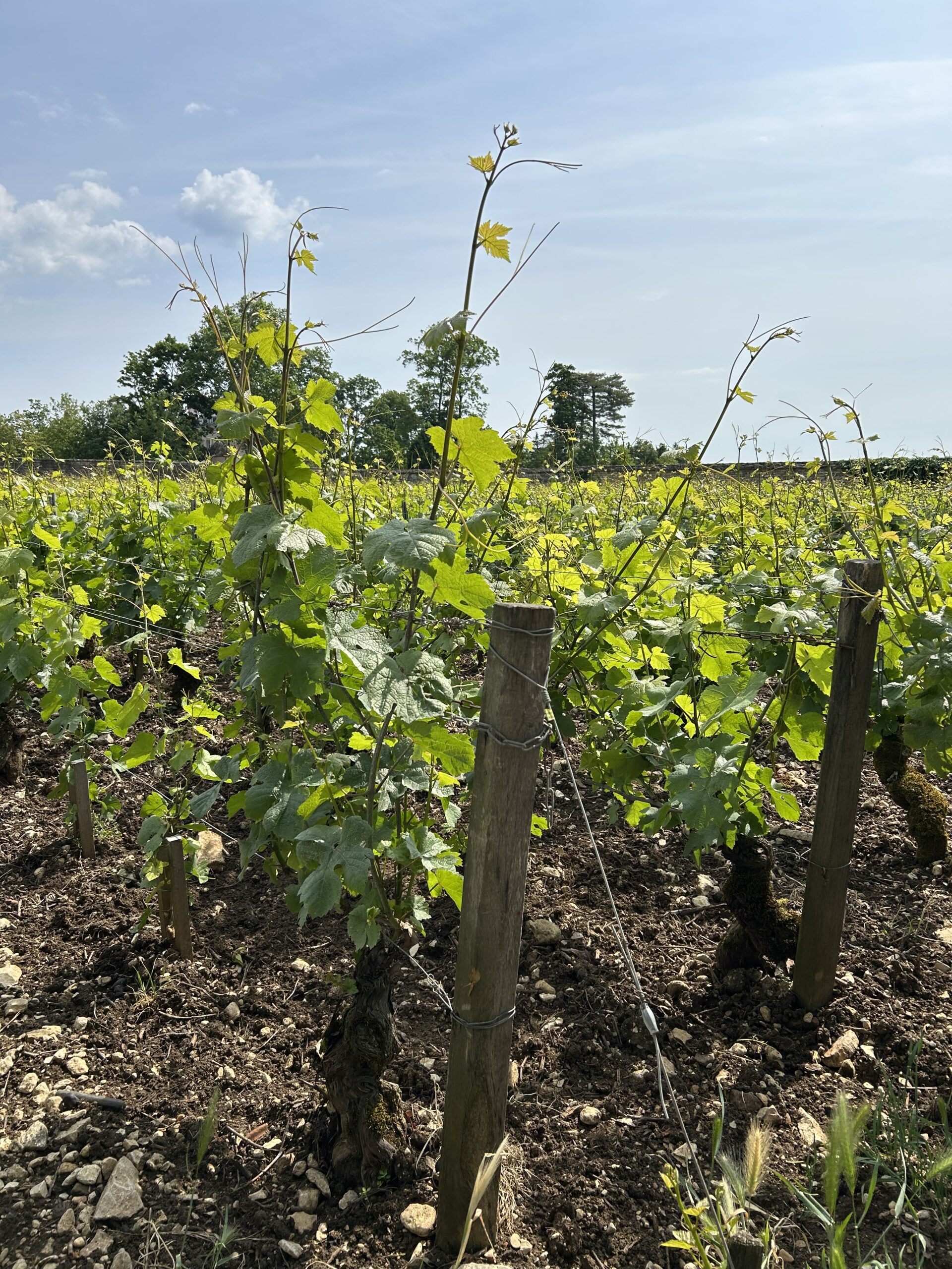 ドメーヌ・ジャン･マルク・ボワイヨ