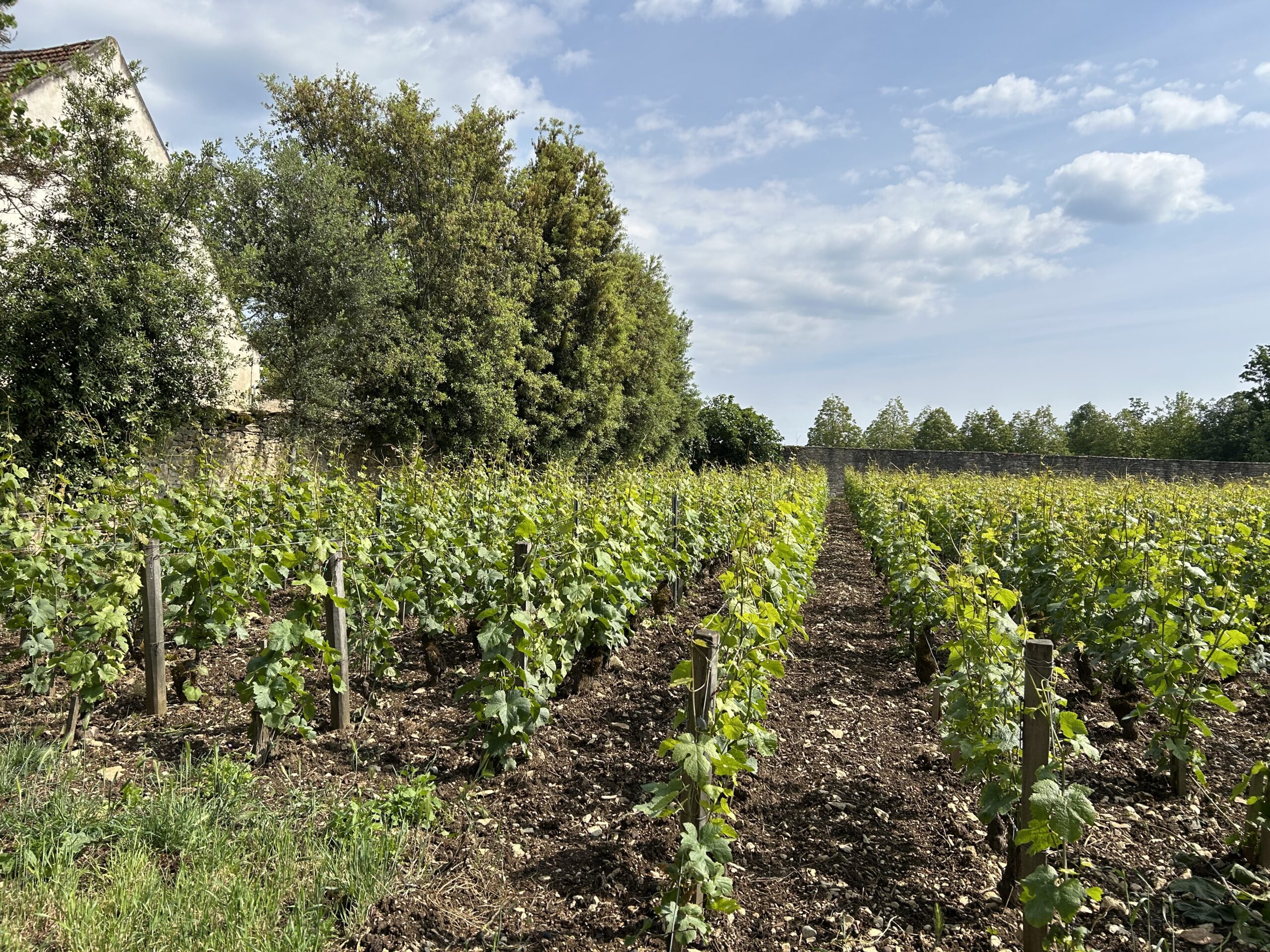 ドメーヌ・ジャン･マルク・ボワイヨ