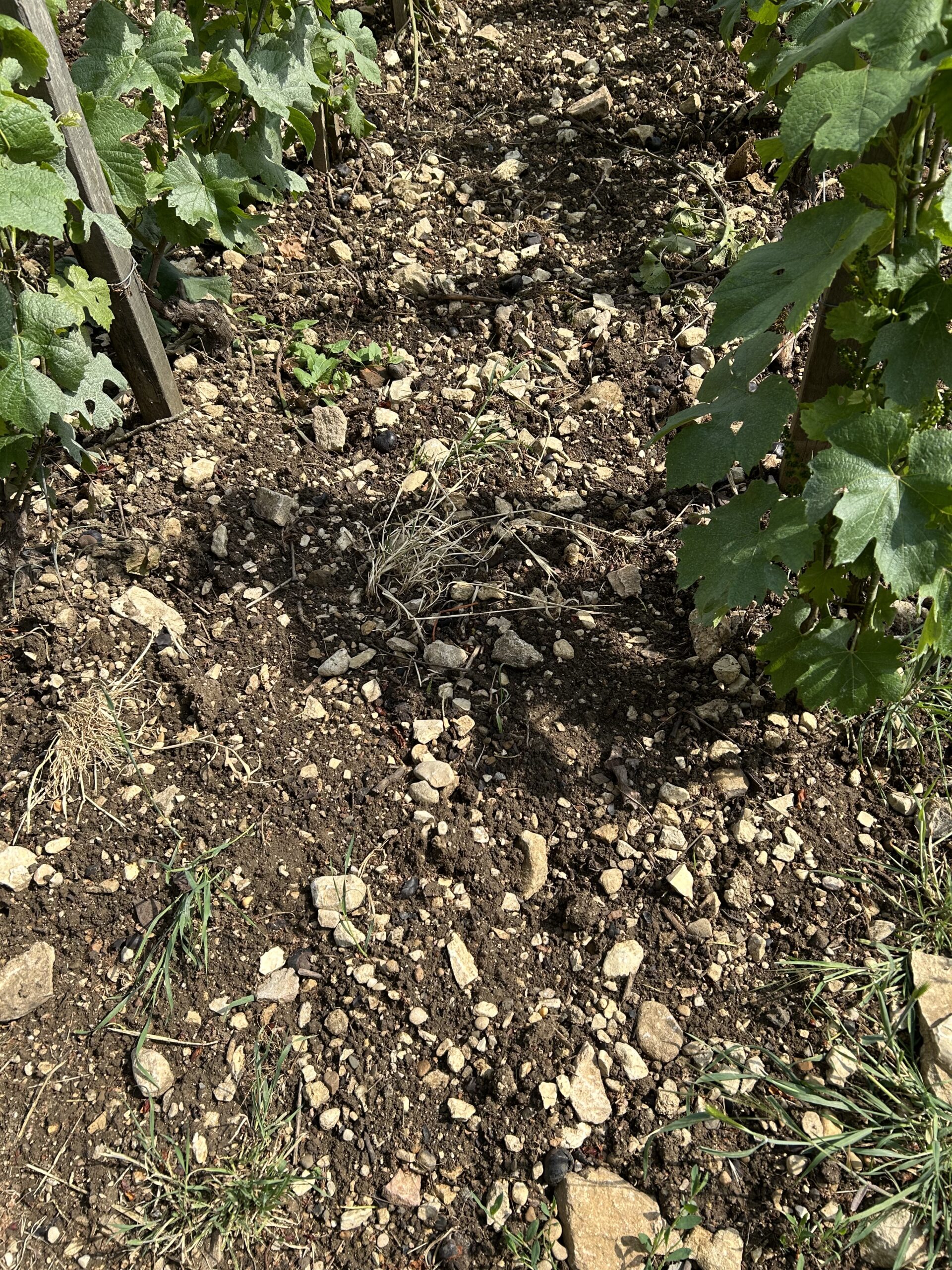 ドメーヌ・ジャン･マルク・ボワイヨ